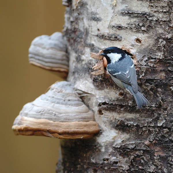 Kuusitiainen, Coal Tit, Periparus ater
